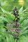 The Art of Growing Premium Cannabis