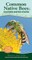 Common Native Bees of the Eastern United States