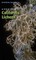A Field Guide to California Lichens
