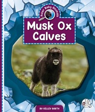 Musk Ox Calves