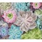 Deimantinė mozaika SUCCULENTS 22x30