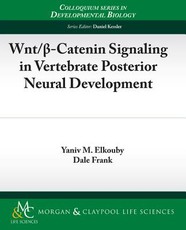 Wnt/ -Catenin Signaling in Vertebrate Posterior Neural Development