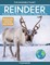 Reindeer