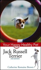 Jack Russell Terrier