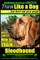 Bloodhound, Bloodhound Training AAA Akc