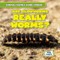 Are Glowworms Really Worms?