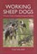 Working Sheep Dogs