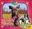 Great Dane