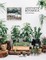 Aesthetica Botanica