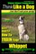Whippet, Whippet Training AAA AKC
