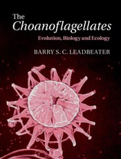 Choanoflagellates