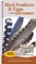 Bird Feathers & Eggs of the Southwest