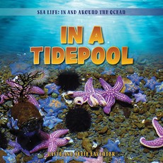 In a Tidepool