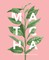 Matcha: A Lifestyle Guide