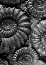 The Serpent's Egg And Other Tales of Darkness