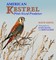 American Kestrel