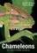 Chameleons of Southern Africa