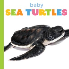 Baby Sea Turtles