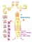 Wheat Kernel