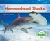 Hammerhead Sharks