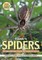 Filmer's Spiders