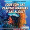 What Are Sea Plants and Algae?