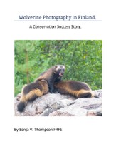 Wolverine Photography in Finland: A Conservation Success Story