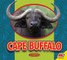 Cape Buffalo