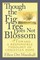 Though the Fig Tree Does Not Blossom