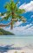 Island Vibes