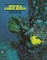 Bemert: Red Sea Coral Reefs