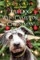 The Dog Who Came for Christmas