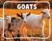 Goats