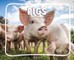 Pigs