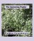 Quivering Poplar