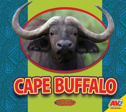 Cape Buffalo