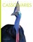 Cassowaries