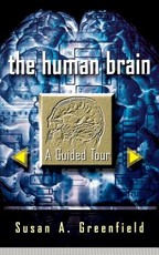 The Human Brain