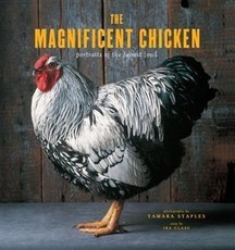 Magnificent Chicken