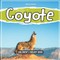 Coyote