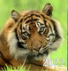2022 m. sieninis kalendorius Tigras (20 x 20 cm)