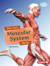 How Your Muscular System Works