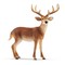 SCHLEICH WILD LIFE Baltauodegis elnias