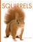 Squirrels