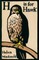 H is for Hawk