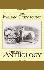 The Italian Greyhound