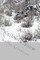 Walks in Snow