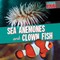 Sea Anemones and Clown Fish