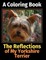 The Reflections of My Yorkshire Terrier