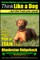 Rhodesian Ridgeback, Rhodesian Ridgeback Training AAA AKC